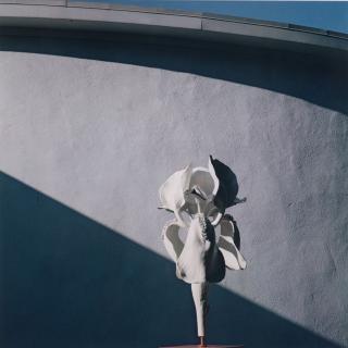 Horst P. Horst - Papier-mâché Iris, New York