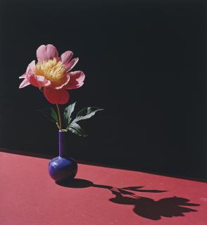 Horst P. Horst - Peony in Blue Vase, c. 1980