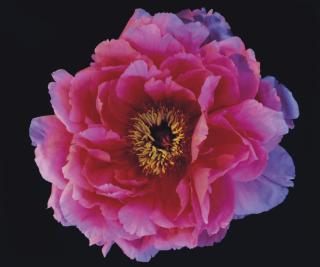 Horst P. Horst - Poppis Peony, N.Y., 1992