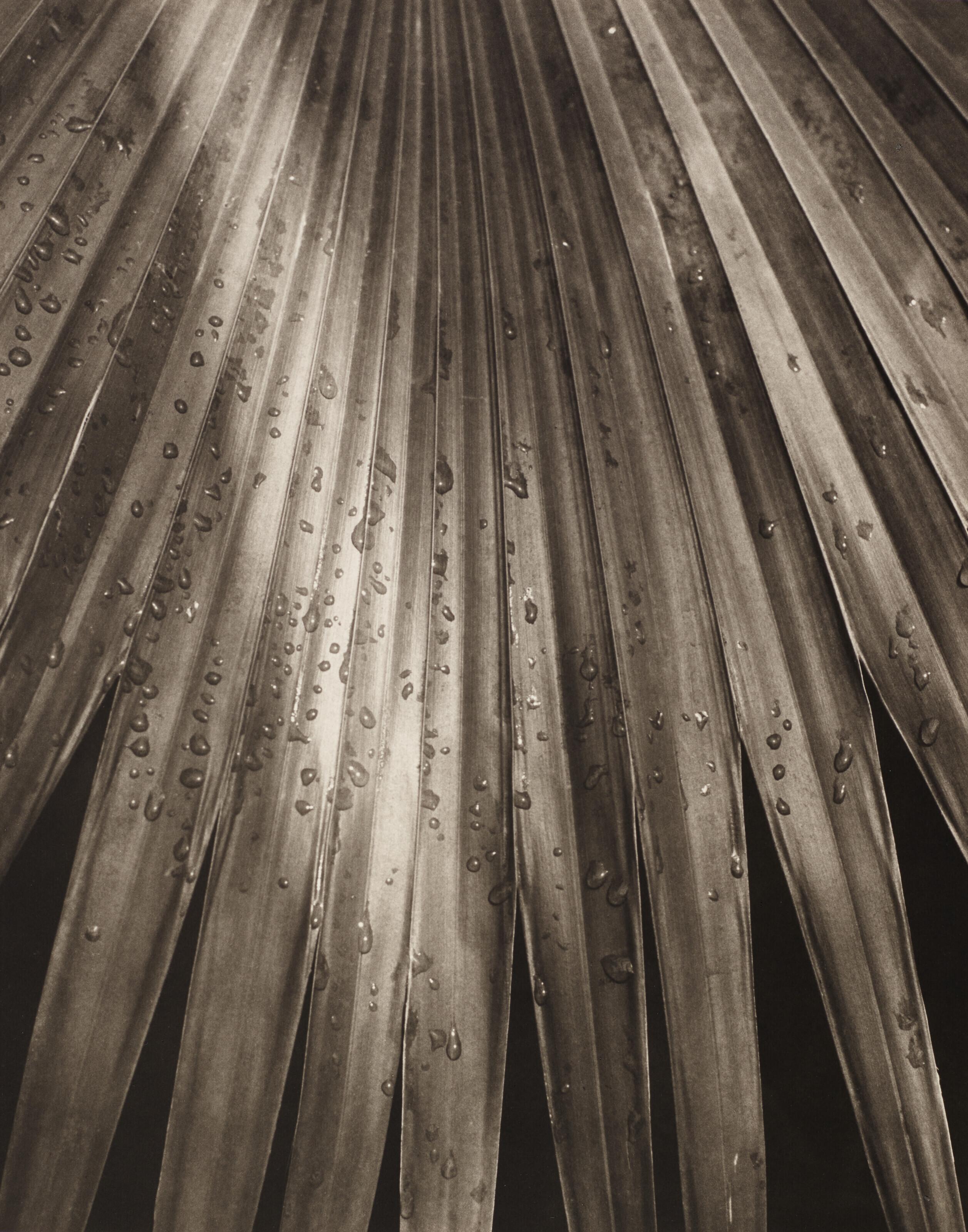 Horst P. Horst - Pritchardia Gaudichaudii (Palm Leaf), 1945