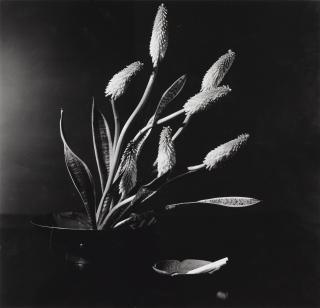 Horst P. Horst - Red Hot Poker\' (Torch Lily)