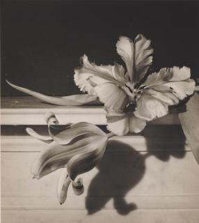 Horst P. Horst - Tulips, 1989
