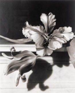 Horst P. Horst - Tulips, Oyster Bay, Long Island