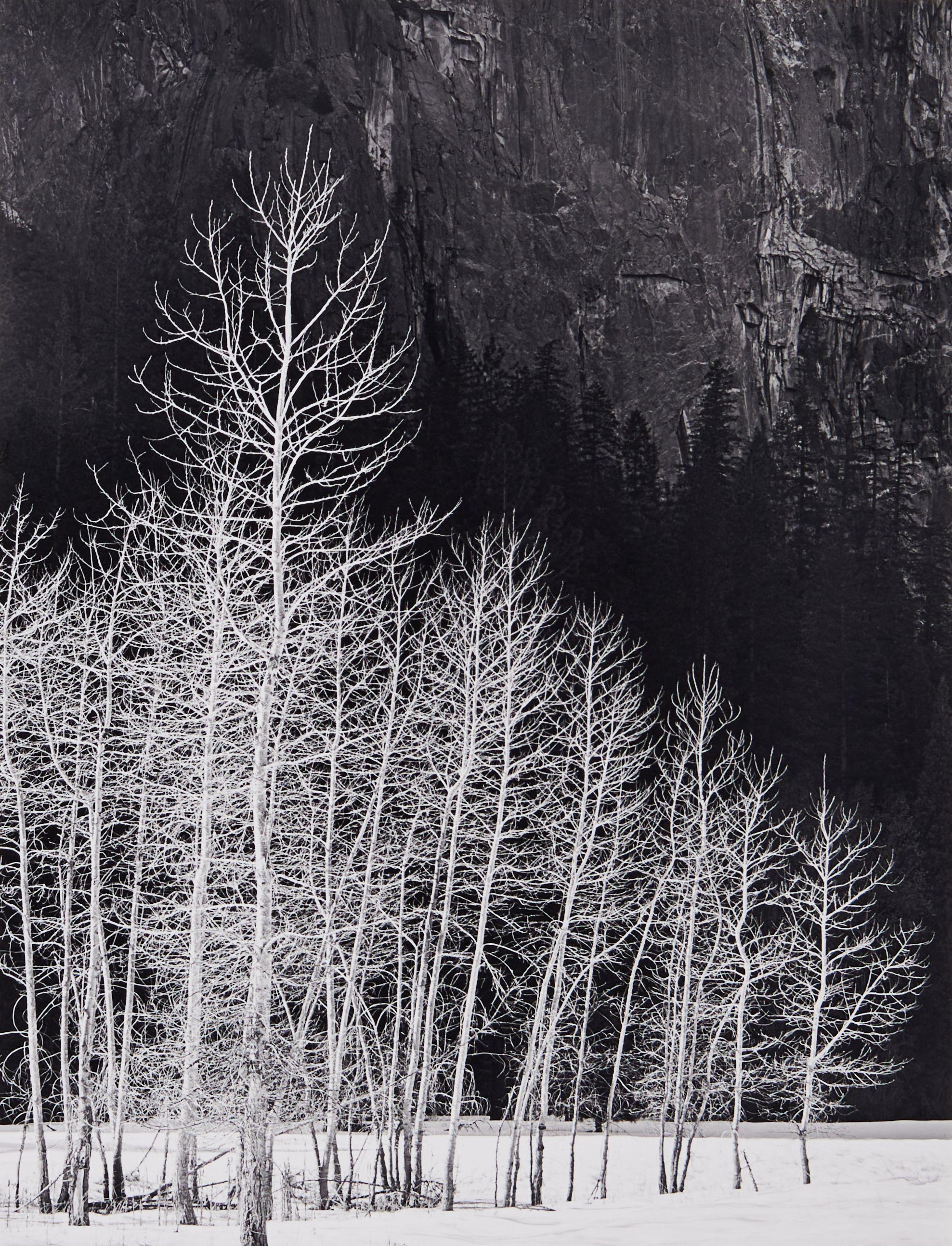 Howard Bond - Cottonwoods in Winter, Yosemite