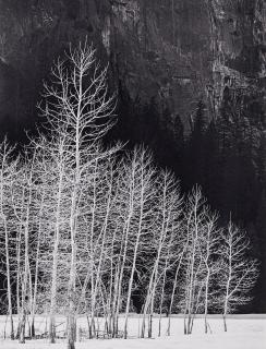 Howard Bond - Cottonwoods in Winter, Yosemite