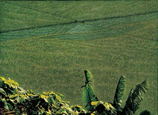 Huang Ming-Ch\'Ang - Rice Field in the Wind
