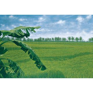 Huang Ming Chang - Rice Field Series - Aweather Banana