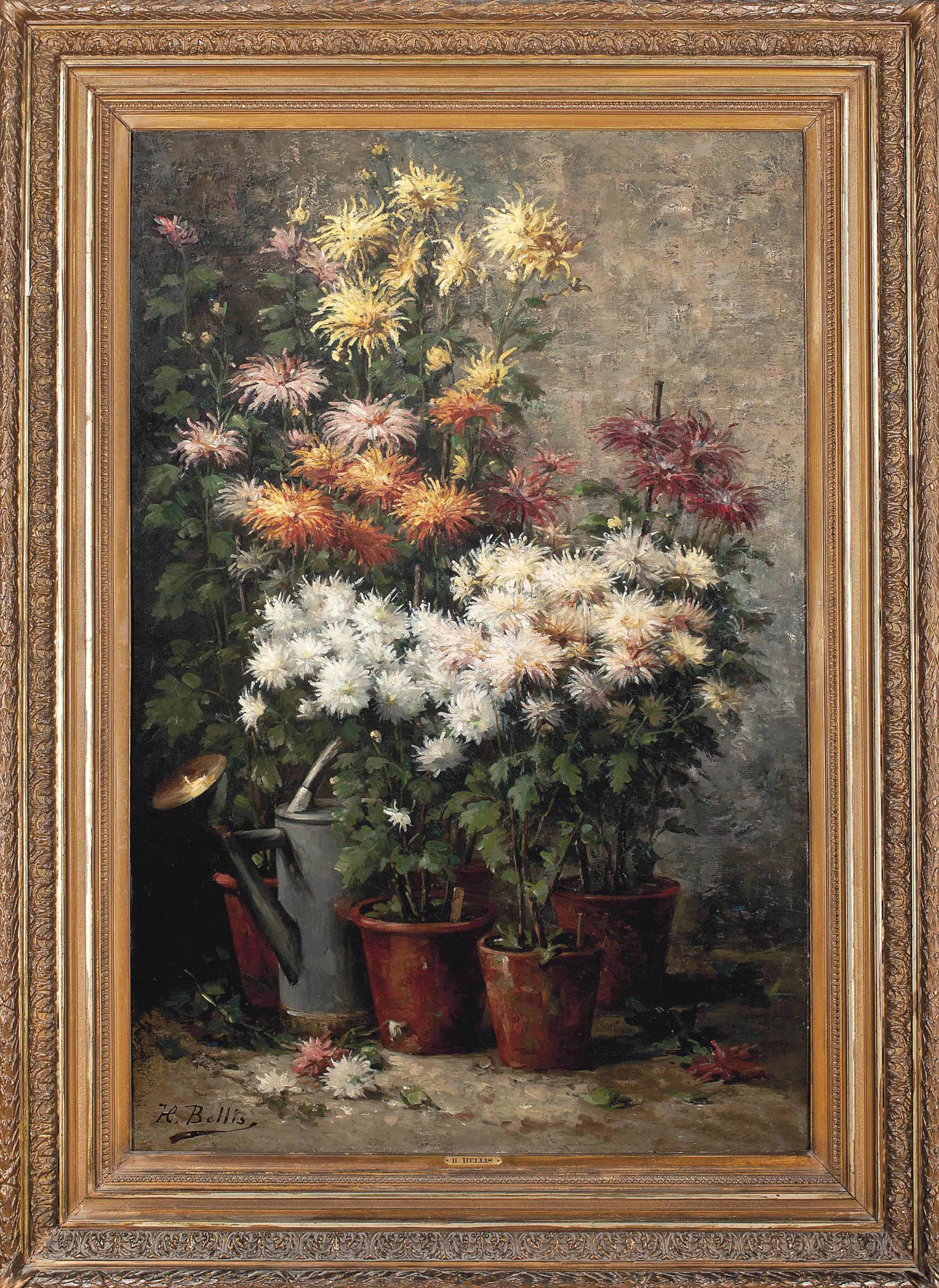 Hubert Bellis - Chrysanthemums Potted In The Garden