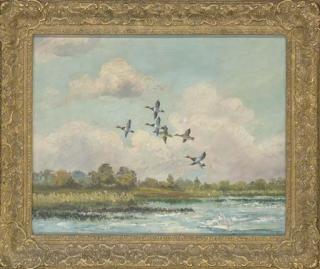 Hugh Monahan - Pochard in flight