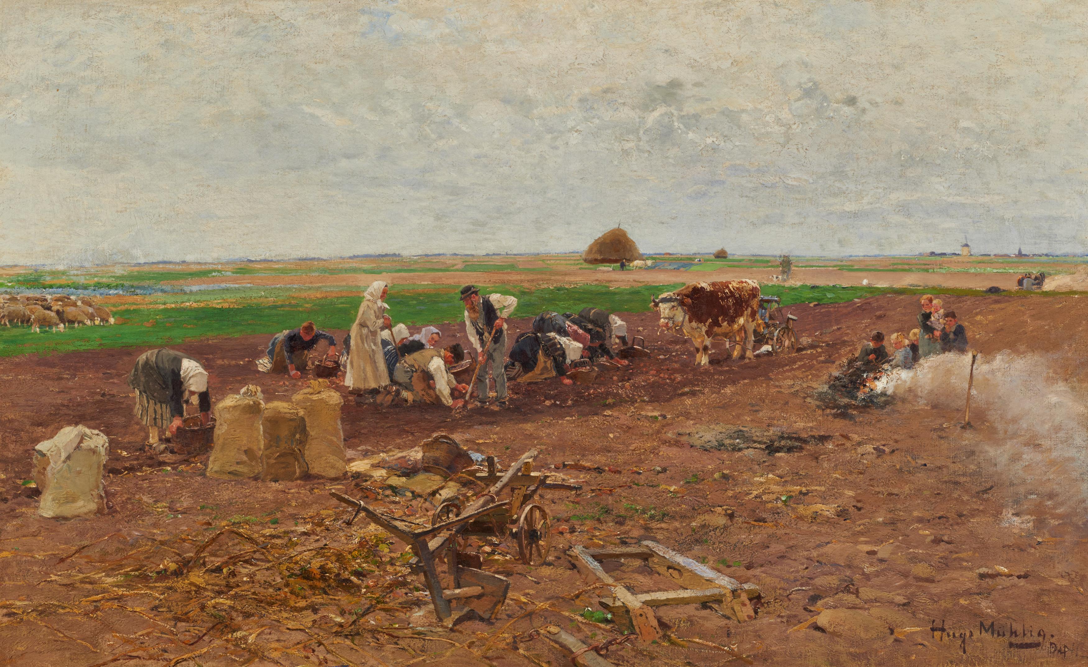 Hugo Mühlig - Kartoffelernte am Niederrhein.