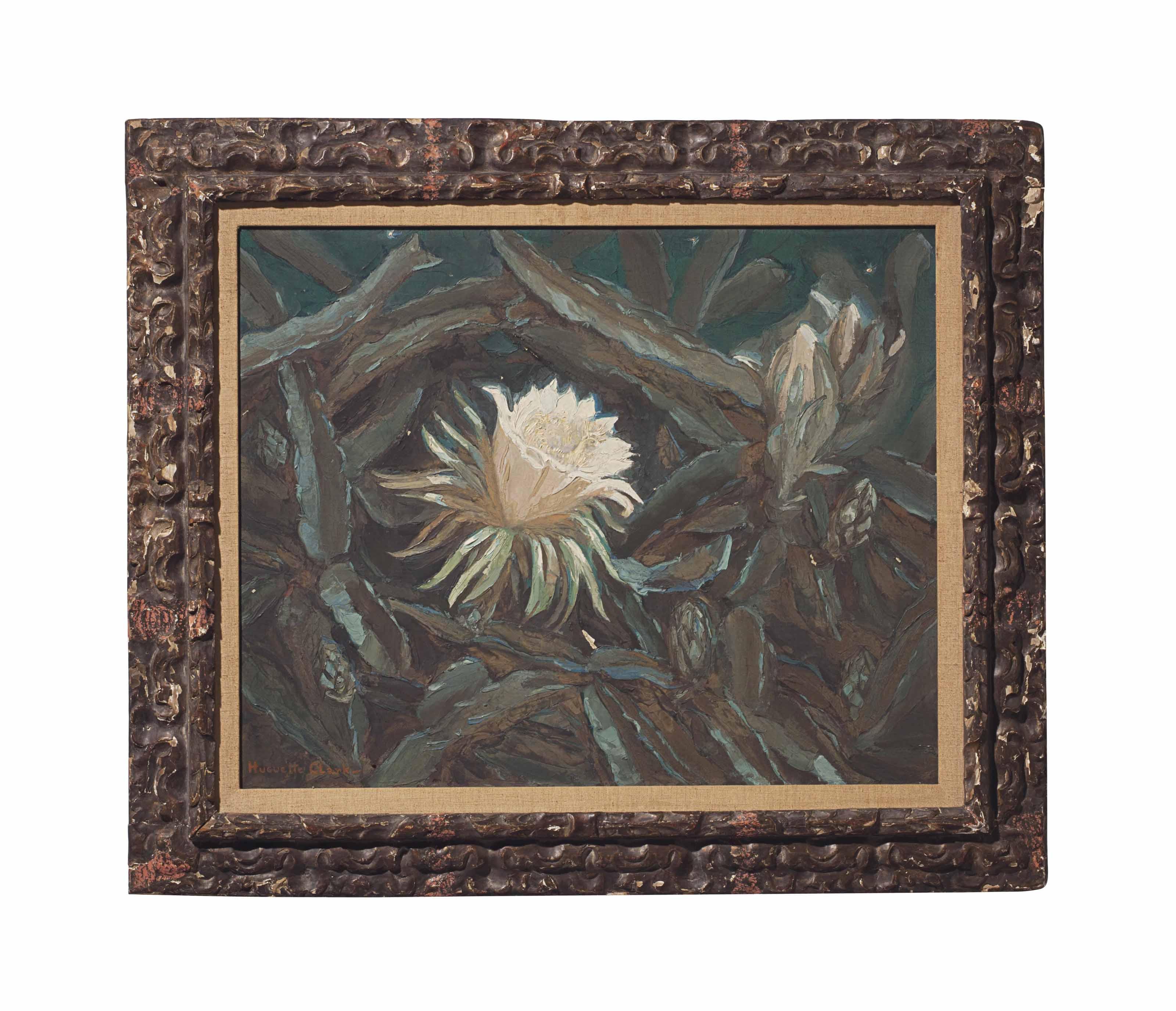 Huguette Clark - Cereus, night blooming cactus