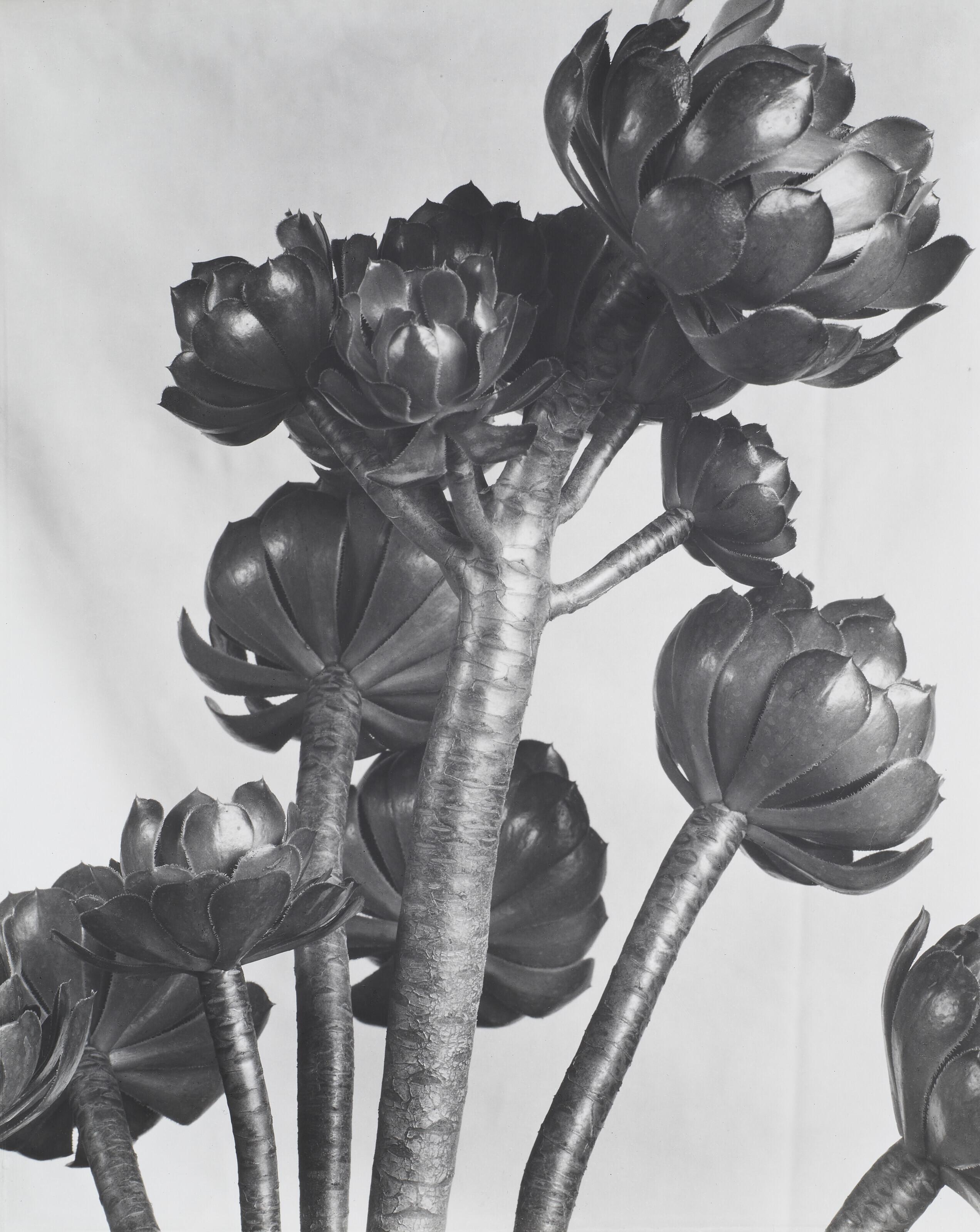 Imogen Cunningham - Aeonium, 1920s
