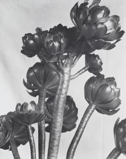 Imogen Cunningham - Aeonium, 1920s