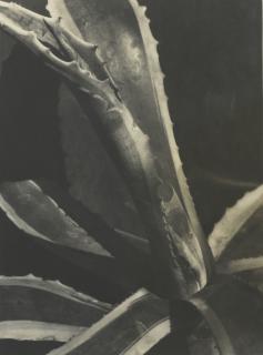 Imogen Cunningham - \'Agave #2\'