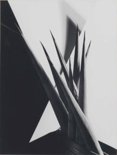 Imogen Cunningham - Agave Design I, 1920s