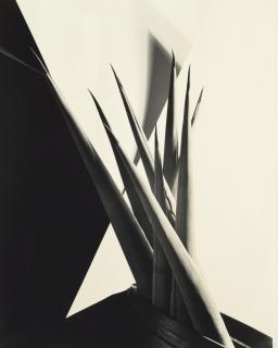 Imogen Cunningham - Agave Design I