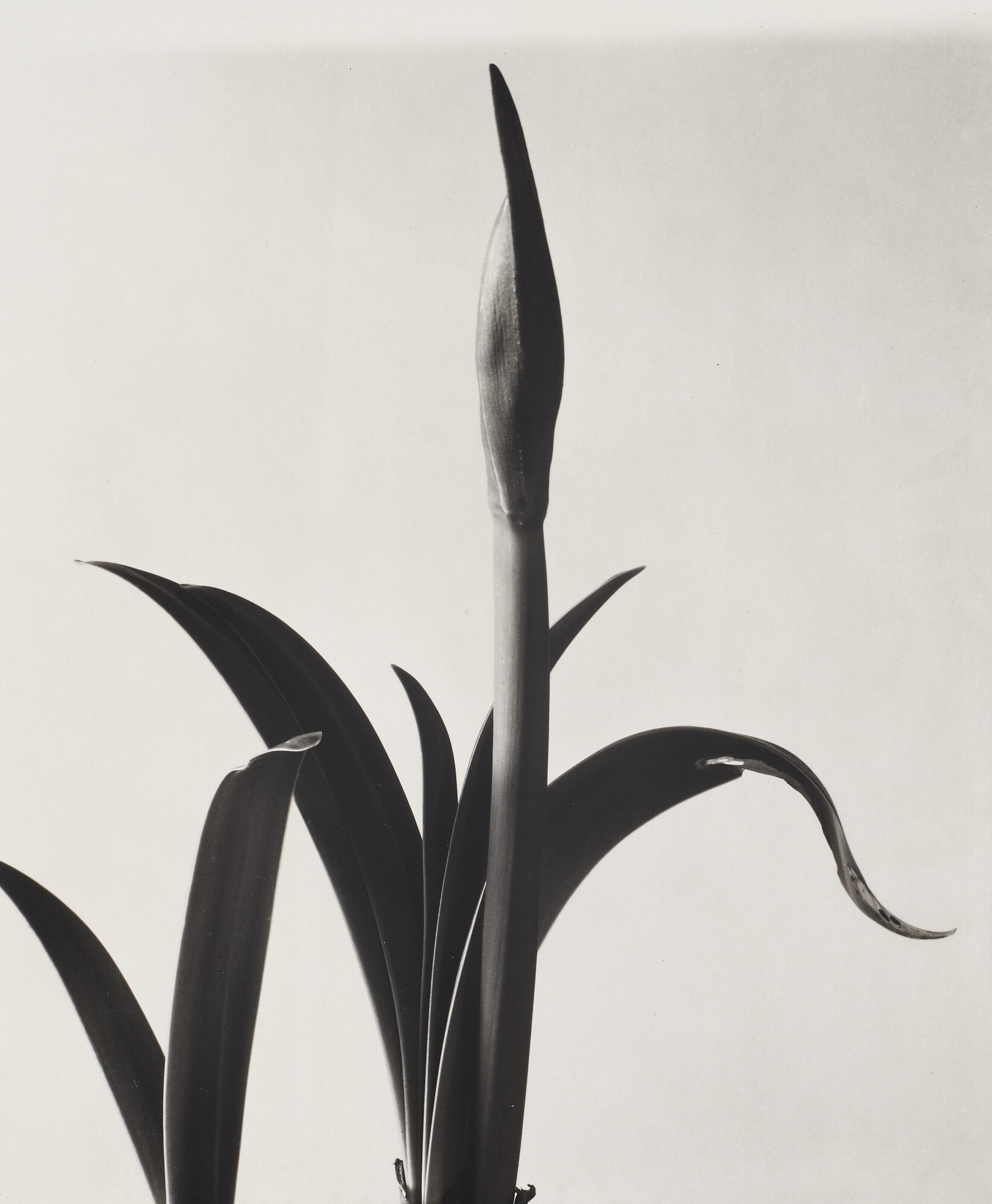 Imogen Cunningham - Amaryllis Bud, 1933