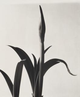 Imogen Cunningham - Amaryllis Bud, 1933