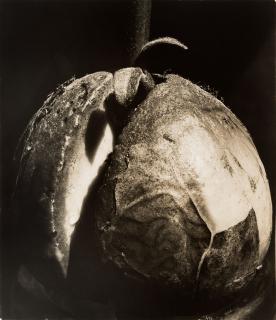 Imogen Cunningham - Avocado Pit