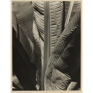 Imogen Cunningham - \'Banana Plant\'