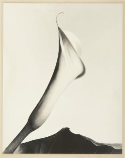 Imogen Cunningham - Calla With Leaf
