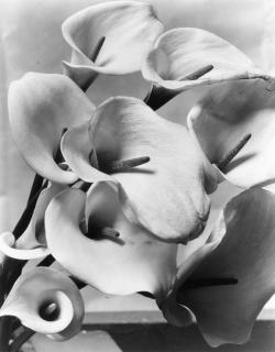 Imogen Cunningham - Callas
