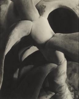 Imogen Cunningham - \'Cotyledon\'