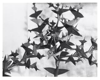 Imogen Cunningham - Design for a 3 panel screen, Colletia Cruciata, 1933