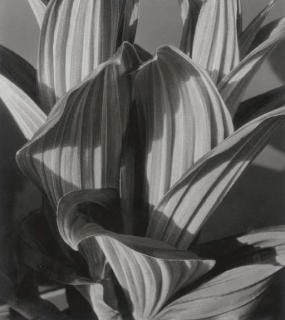 Imogen Cunningham - False Hellebore, 1926