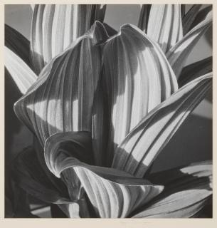Imogen Cunningham - Glacial Lily (False Hellebore)