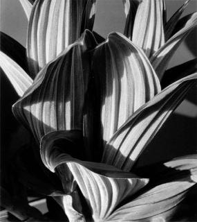Imogen Cunningham - Imogen! Imogen Cunningham Photographs 1910-1973