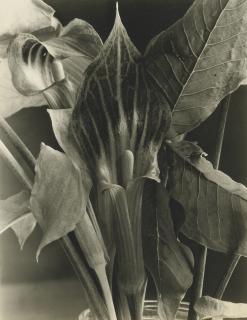 Imogen Cunningham - \'Jack-In-The-Pulpit\'