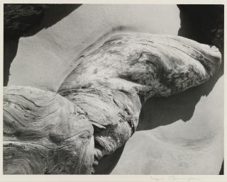 Imogen Cunningham - \'Log\' (Driftwood On Beach)
