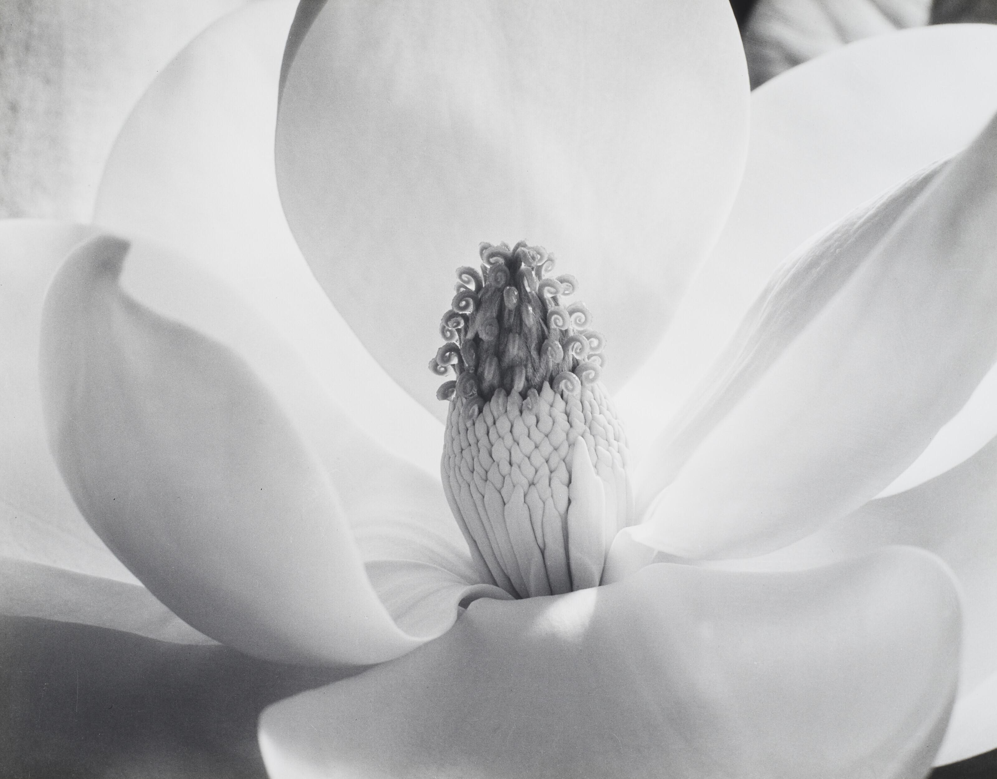 Imogen Cunningham - Magnolia Blossom, 1925