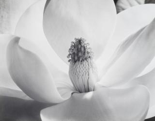 Imogen Cunningham - Magnolia Blossom, 1925