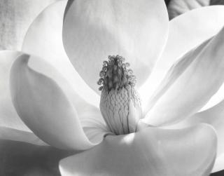 Imogen Cunningham - Magnolia Blossom, 1925
