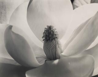 Imogen Cunningham - Magnolia Blossom, 1925
