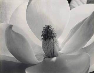 Imogen Cunningham - Magnolia Blossom, 1925