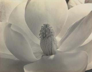 Imogen Cunningham - Magnolia Blossom, 1925