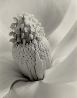 Imogen Cunningham - Magnolia Blossom, 1925