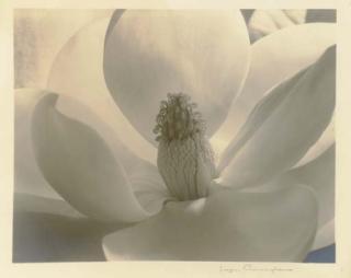 Imogen Cunningham - Magnolia Blossom, 1925