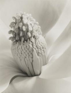 Imogen Cunningham - Magnolia Blossom (Tower of Jewels), 1925