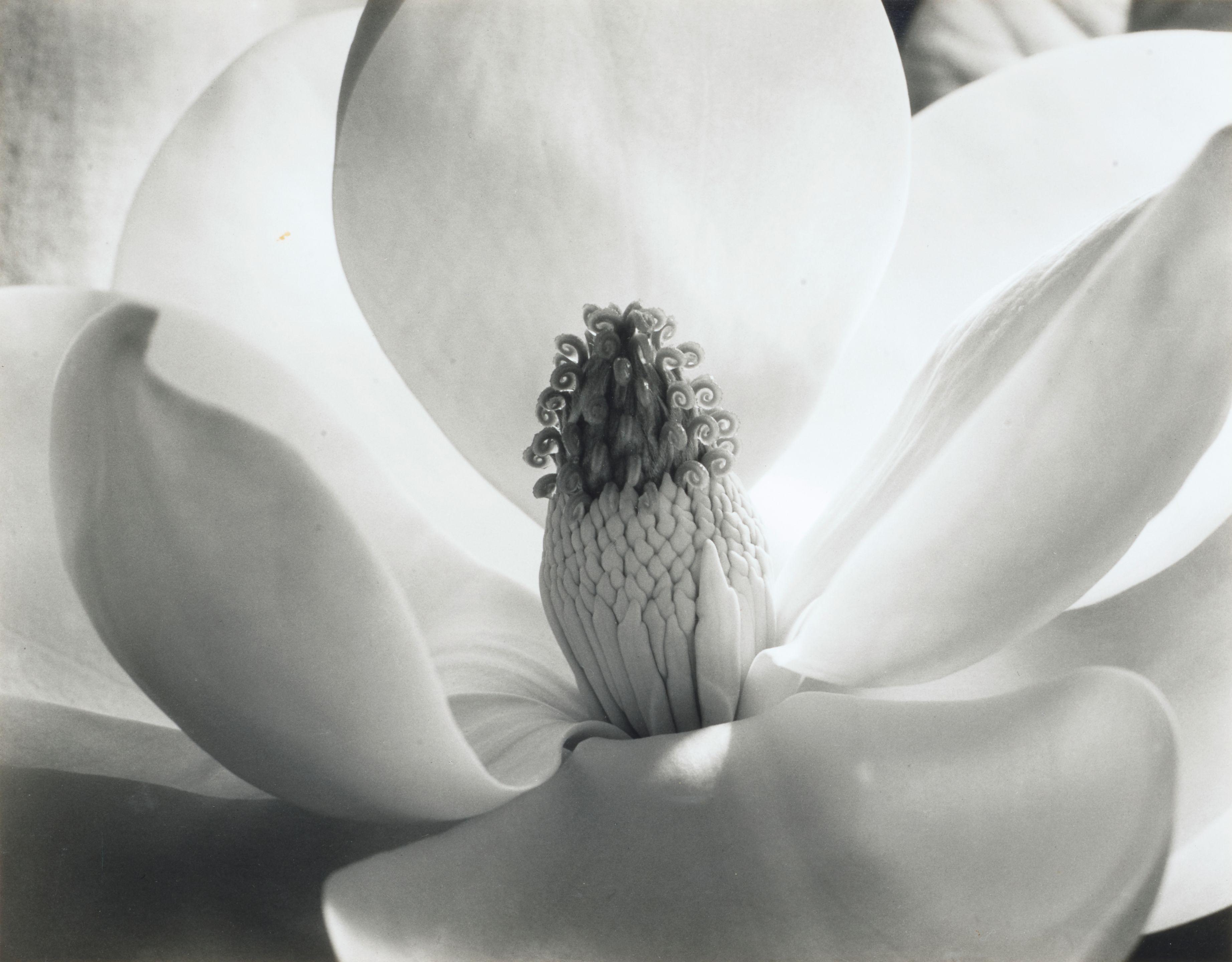 Imogen Cunningham - Magnolia Blossom