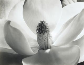 Imogen Cunningham - Magnolia Blossom