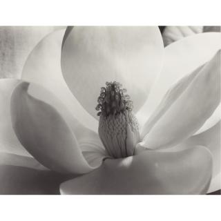 Imogen Cunningham - \'Magnolia Blossom\'