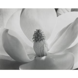 Imogen Cunningham - \'Magnolia Blossom\'