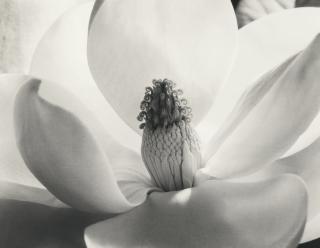 Imogen Cunningham - \'Magnolia Blossom\'