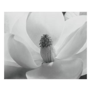 Imogen Cunningham - Magnolia Blossom