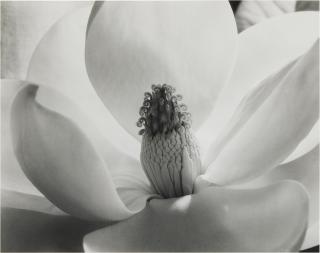 Imogen Cunningham - Magnolia Blossom