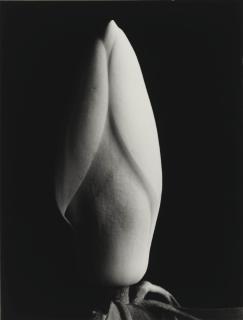 Imogen Cunningham - Magnolia Bud, 1925